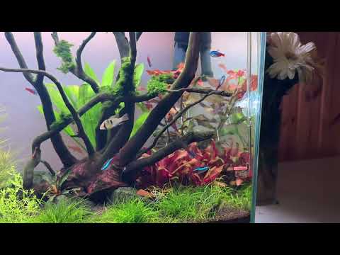 Видео: Мой первый аквариум травник на 60л. О всех проблемах и способах решения расскажу в следующем видео.