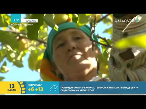 Видео: АЛМА БАҒЫ/ АЛМАНЫ ҚАЛАЙ ДҰРЫС ТЕРУ ҚАЖЕТ?