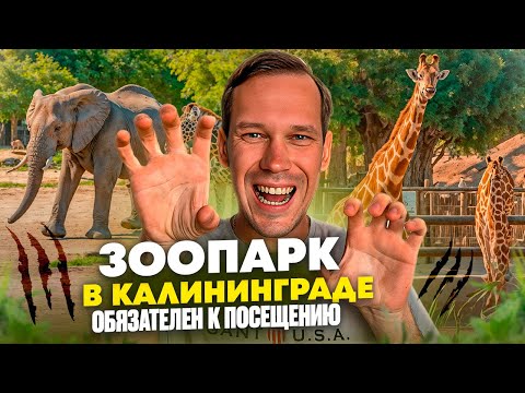 Видео: Куда сходить в КАЛИНИНГРАДЕ? - живописный зоопарк
