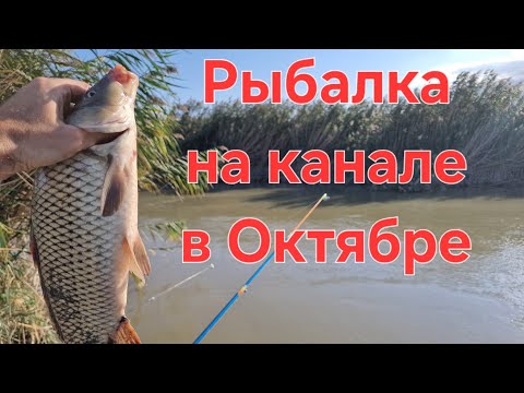 Видео: Рыбалка на сазана в октябре