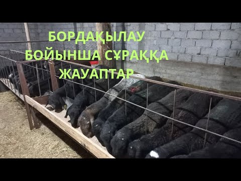 Видео: Бордақылауға қатысты сұрақтарға жауаптар.Қой.Қошқар #мал #қой #малбазар #animals #қошқар