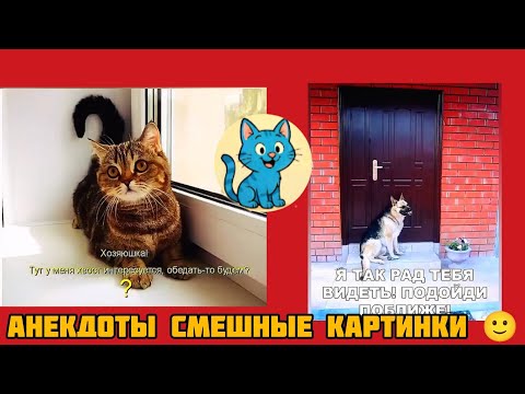 Видео: у мурзика хвост интересуется,обед то будет? смешные картинки и весёлая музыка 