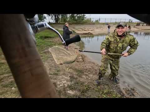 Видео: Ловля ПРУДОВОЙ ФОРЕЛИ на ПЛАТНОМ водоёме!