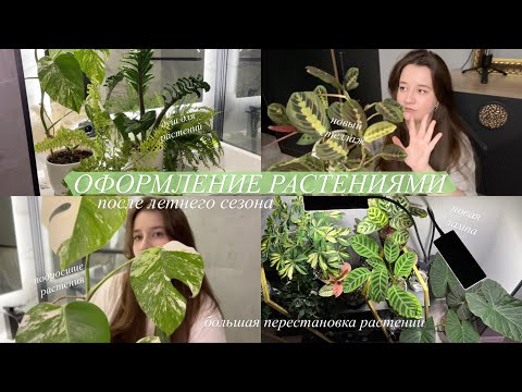 Видео: Расставляю Растения в квартире || оформление дома, обработка, новая лампа и стеллаж