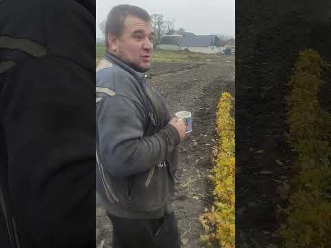 Видео: рішив города дубом засадити😁