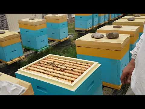 Видео: Трясем пчелу для заселения нуклеусов 17.04.2018