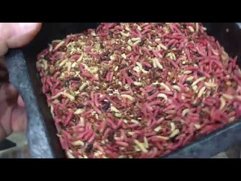 Видео: Как подготовить опарыша перед рыбалкой