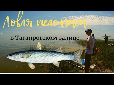 Видео: Ловля пеленгаса в Таганрогском заливе.