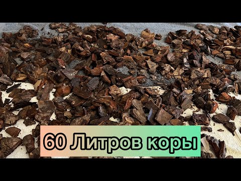 Видео: Кора для Орхидей. Подготавливаю. Решил проварить. Почему? Готовимся к пересадкам.