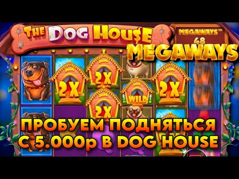 Видео: ПОДНИМАЕМСЯ В DOG HOUSE С 5.000 РУБЛЕЙ! / ОДНА ПОПЫТКА БЕЗ ДОДЕПА / MULTIHOLD ВЫДАЛ 5 БУДОК В ЛИНИЮ