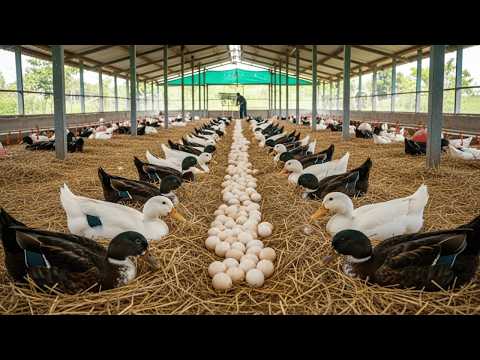 Видео: Как превратить разведение утиных яиц в стабильный доход — Duck Farming