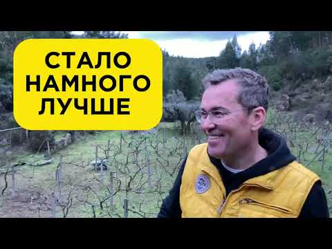 Видео: #22 Купил заброшенный  ДОМ в Португалии | Теперь можно выращивать вино!