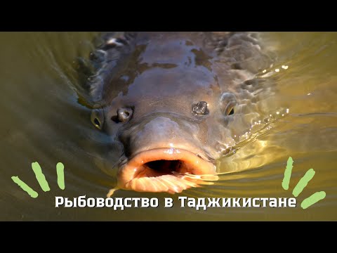 Видео: Рыбоводство в Таджикистане. Бизнес- идеяи ҷавони деҳотӣ : Моҳӣ ба иқлими мо  тобовар мешавад?