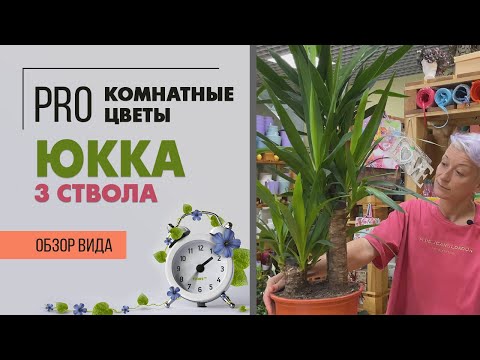 Видео: Юкка с 3 стволами - НЕ РАССАЖИВАЙТЕ такие юкки | Как правильно ухаживать за юккой