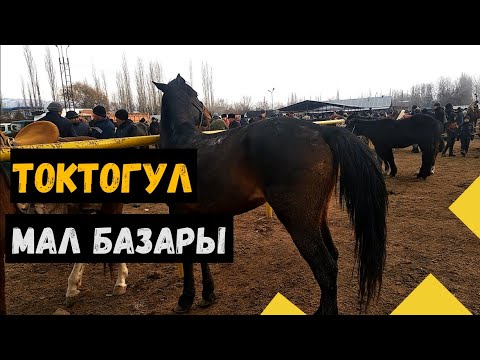 Видео: Токтогул Мал базар (01.01.22)