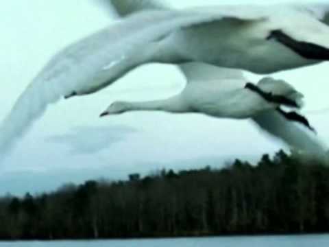 Видео: ЛЕБЕДИНАЯ ВЕРНОСТЬ