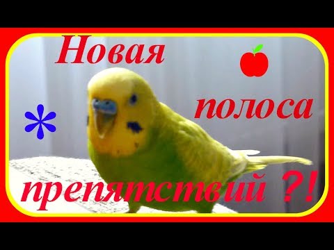 Видео: Новая полоса препятствий?!//Озорной волнистый попугай Тоша