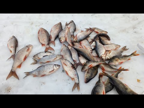 Видео: НАШЕЛ ПОД ВЕЧЕР РЫБНУЮ ЛУНКУ, ЗИМНЯЯ РЫБАЛКА НА ТАЁЖНОЙ РЕКЕ.