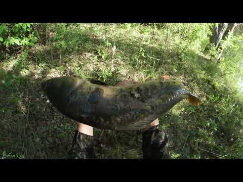 Видео: РЫБАЛКА С РОГАТКОЙ В МАЕ #82