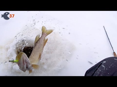 Видео: Первая щука сезона и здоровенный Яяязь!