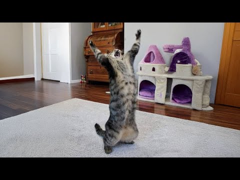 Видео: Самые глупые КОТЫ на Земле 😂 Смешные видео с кошками 2025 года