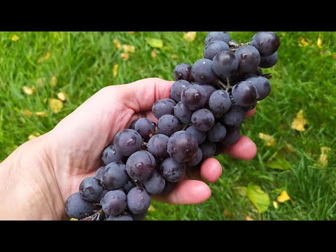 Видео: Виноградный уксус - готовим дома
