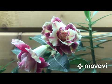 Видео: Цветение прививки🌺 адениум😉