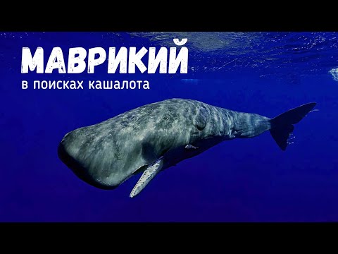 Видео: МАВРИКИЙ  ЛУЧШИЙ ОТДЫХ | Часть 2 | В ПОИСКАХ КИТОВ #mauritius #блогуральского