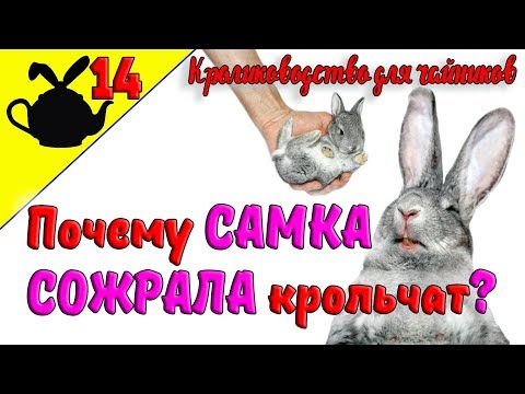 Видео: ПОЧЕМУ КРОЛЬЧИХА СОЖРАЛА КРОЛЬЧАТ? / Кролиководство для чайников 14