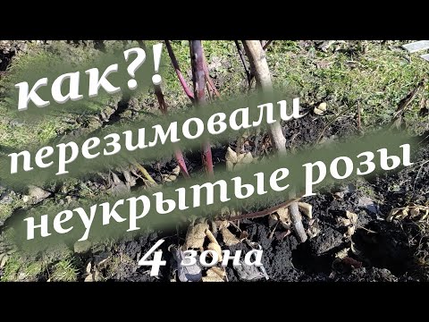 Видео: 🌹Как перезимовали розы без укрытия в 4 климатической зоне.