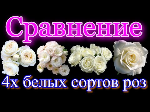 Видео: Сравнительный обзор белых сортов роз. Артемис, Буке Парфэ, Белый Шоколад, Маруся.