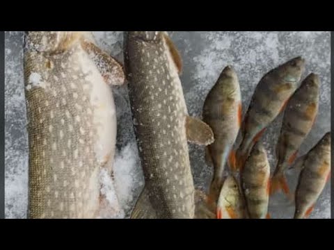 Видео: Открытие зимнего сезона 2024-25, рыбалка на жерлицы#fishing #щука #рыбалканащуку #рыбалканажерлицы