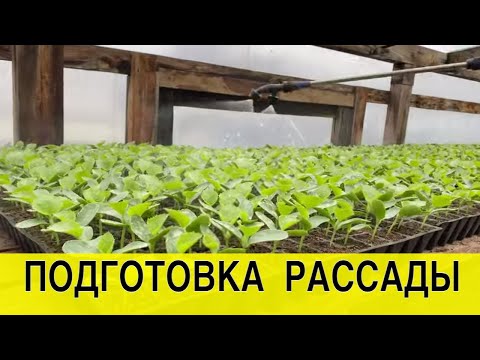 Видео: 3 обработки Тилтом для получения крепкой рассады дыни.