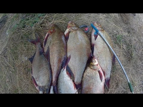 Видео: ТАКИХ ЛЕЩЕЙ Я ЕЩЕ НЕ ЛОВИЛ/ РЫБАЛКА ЛЕЩА В ГОЛЛАНДИИ