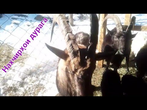 Видео: Нахчирои дурага навори нав барои дусто!!