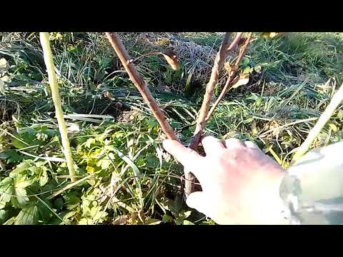 Видео: почему почему место прививки заглублять нельзя?