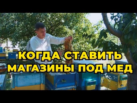 Видео: Как взять мед со слабых пчелосемей. Пчелы не идут в магазины