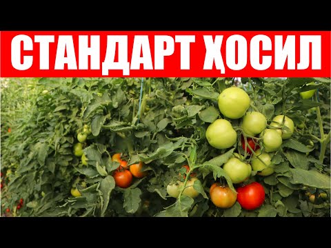 Видео: Қозоғистон Республикасида Бетис F1 қизил помидор дурагайига ўтказилган семинардан лавхалар