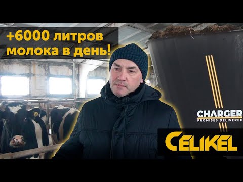 Видео: +3 литра на корову в день. Кормораздатчик Celikel Charger V16.