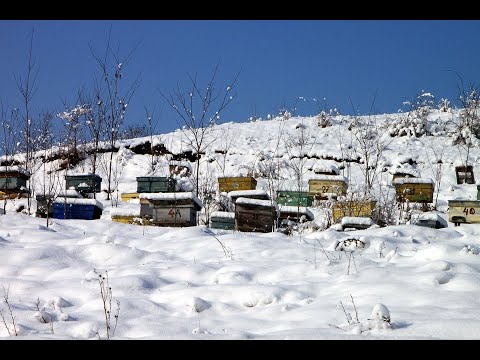 Видео: Почему погибла пасека в лесу. Не повторим эти ошибки.