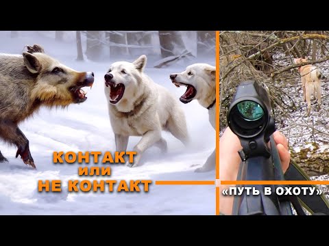 Видео: На кабана с собаками