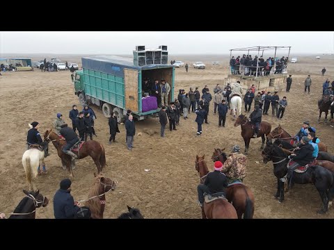 Видео: Шардара ауылында Алдашовтар әулеті Нәрікбайұлы Ұзақбай ағамыздың елден Бата алу көкпар тойы 2022