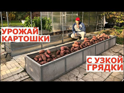Видео: САМЫЙ урожайный сорт картофеля -УНИКА