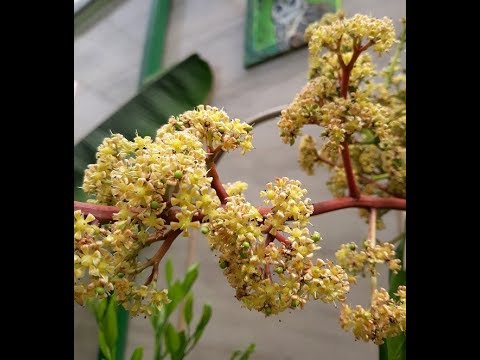 Видео: Манго.