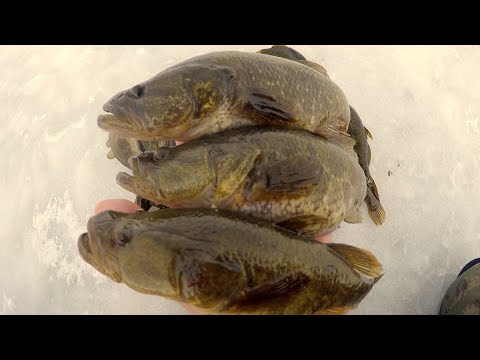 Видео: ЛОВЛЯ КРУПНОГО  РОТАНА НА РИСОВОМ ОЗЕРЕ!  Ловля Ротана. Зимняя рыбалка