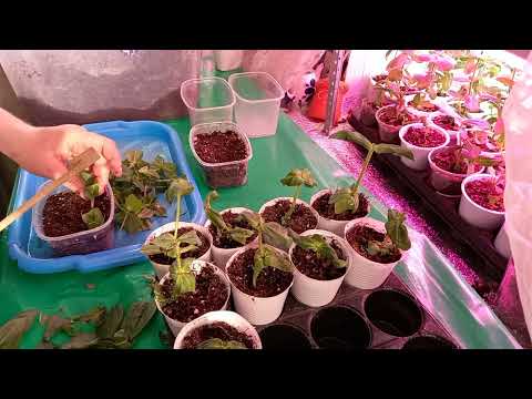 Видео: Черенкование цинии - это просто.
