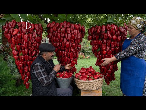 Видео: Делаем Пасту  из Свежих Садовых Перцев 🌶️