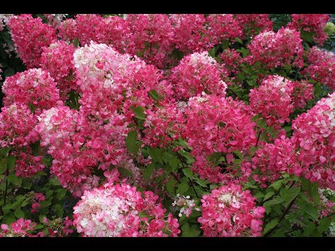 Видео: Гортензии в саду