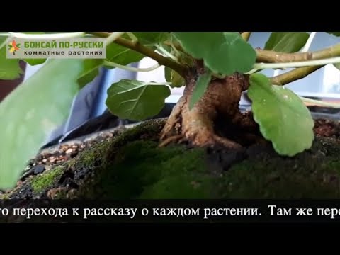 Видео: Комнатные цветы,  бонсай на моём подоконнике | Август 2019