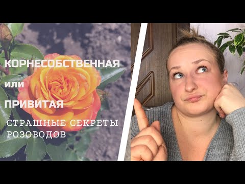 Видео: Какие розы лучше:корнесобственные или привитые |Какую розу выбрать